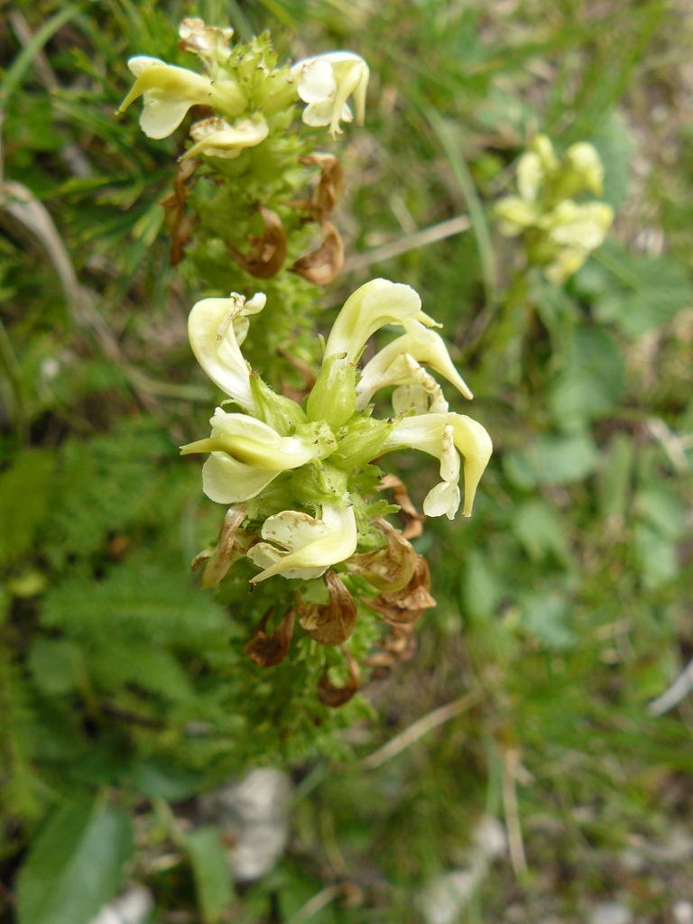 Pedicularis tuberosa